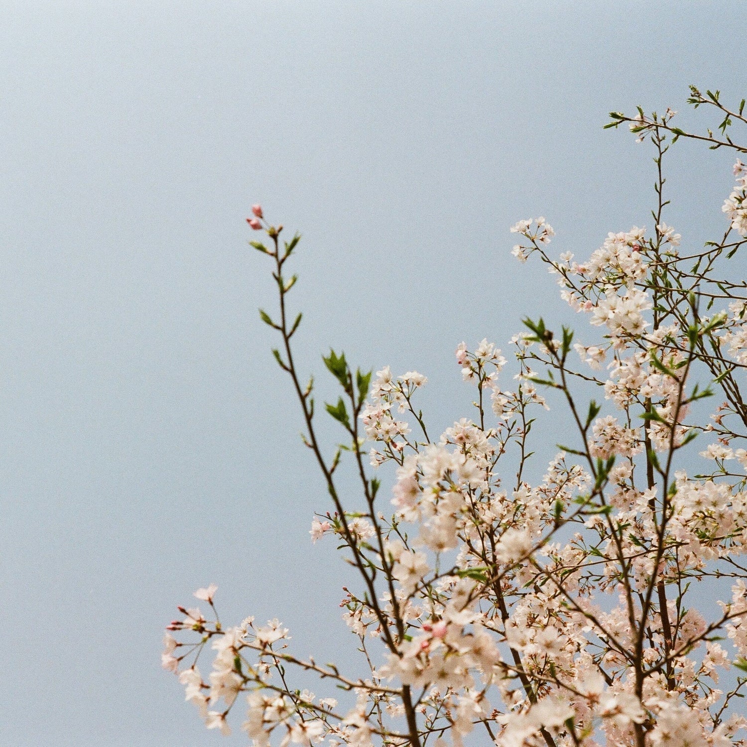 【作例付き】山椒は小粒でもぴりりと辛い…？－Canon 50mm F2.2 L39－