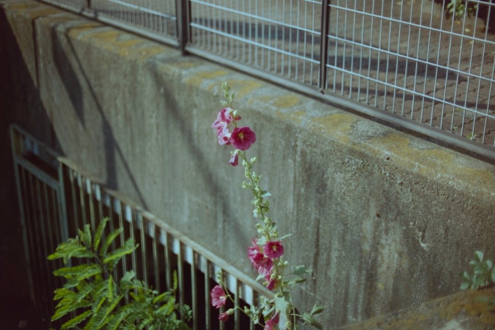 【レビュー・作例】Nikon F3/T + Ai-S NIKKOR 50mm f/1.2と歩く、何気ない街の一日