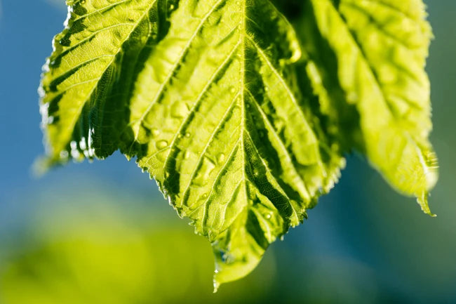EOS R6 + EF100mm F2.8 macro
