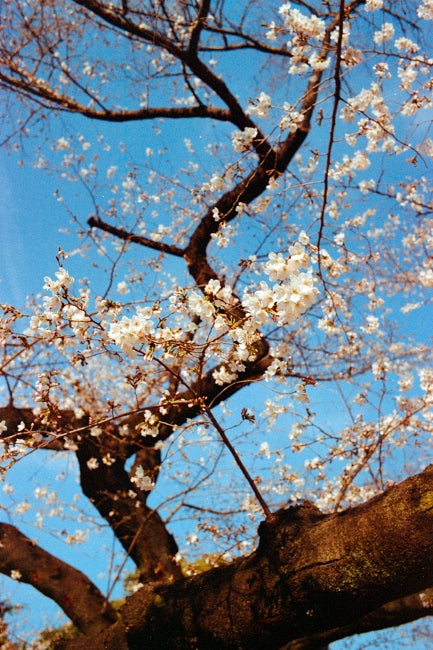 Leica M6 + SUMMICRON-M 35mm f/2 ASPH.