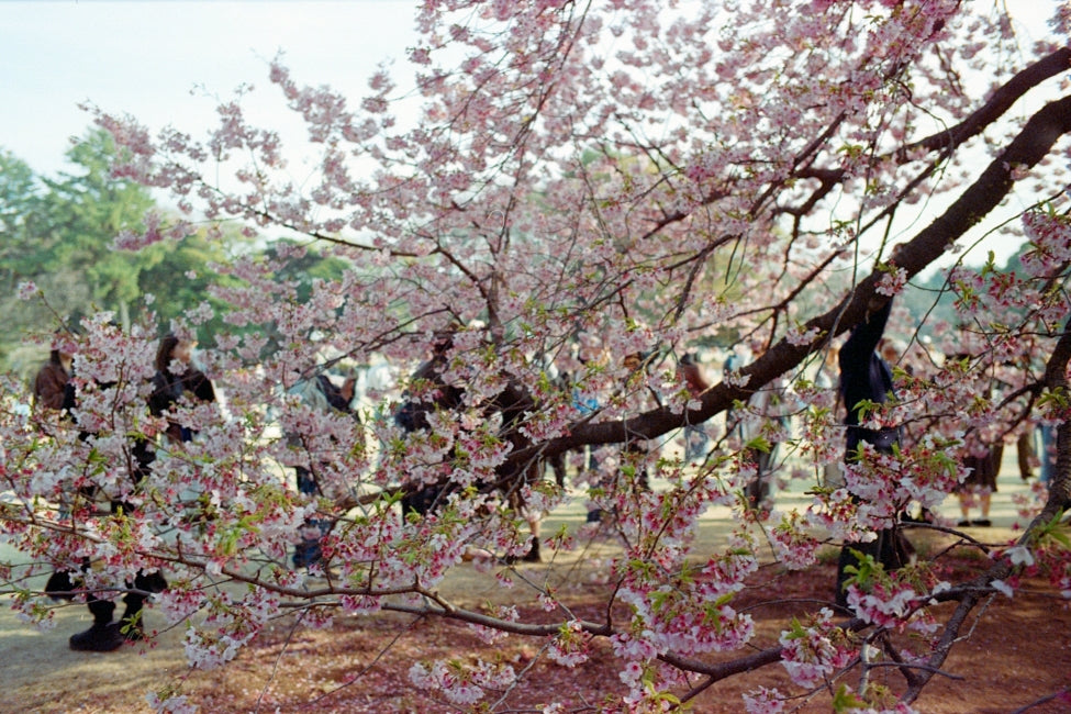 Leica M6 + SUMMICRON-M 35mm f/2 ASPH.