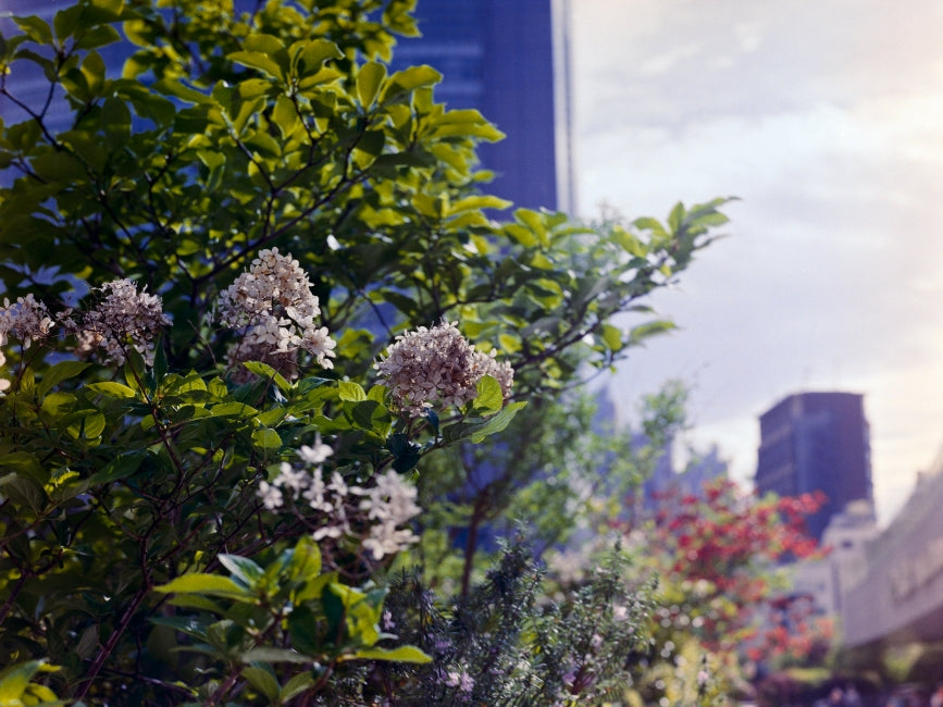 CONTAX 645 + Planar T* 80mm f/2