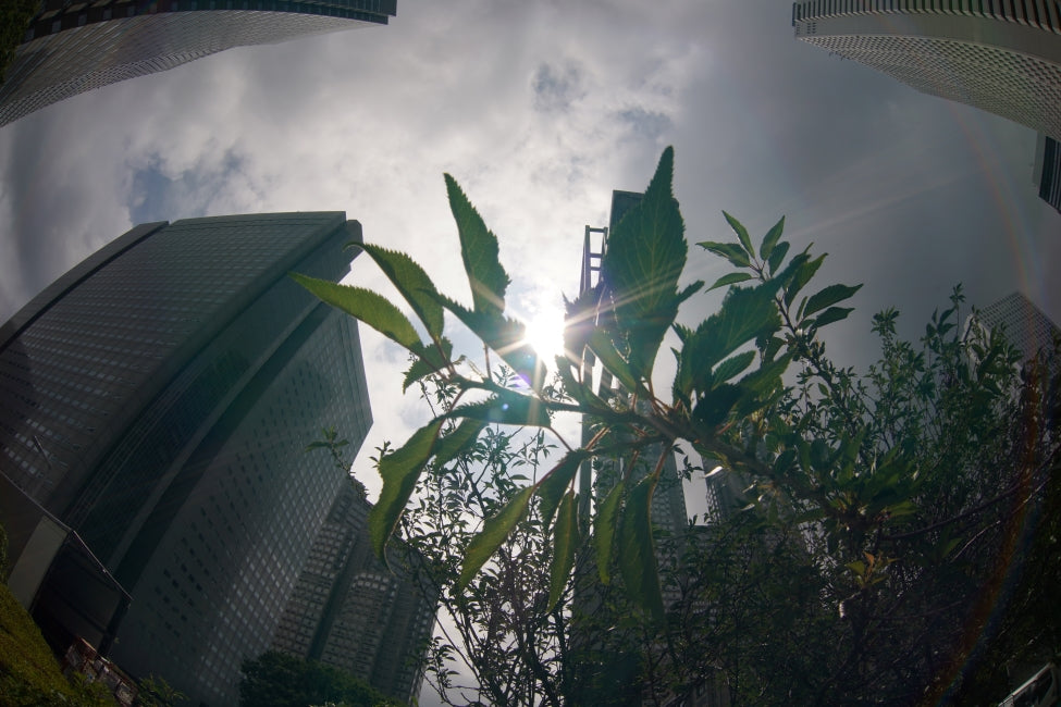 SONY α7 III + ZENIT MC Zenitar-K 16mm f/2.8 Fisheye