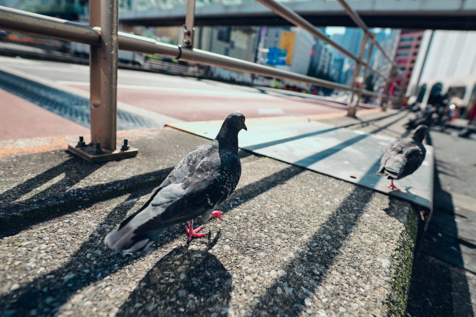 SONY α7CR, SIGMA Art 20mmF1.4 DG HSM