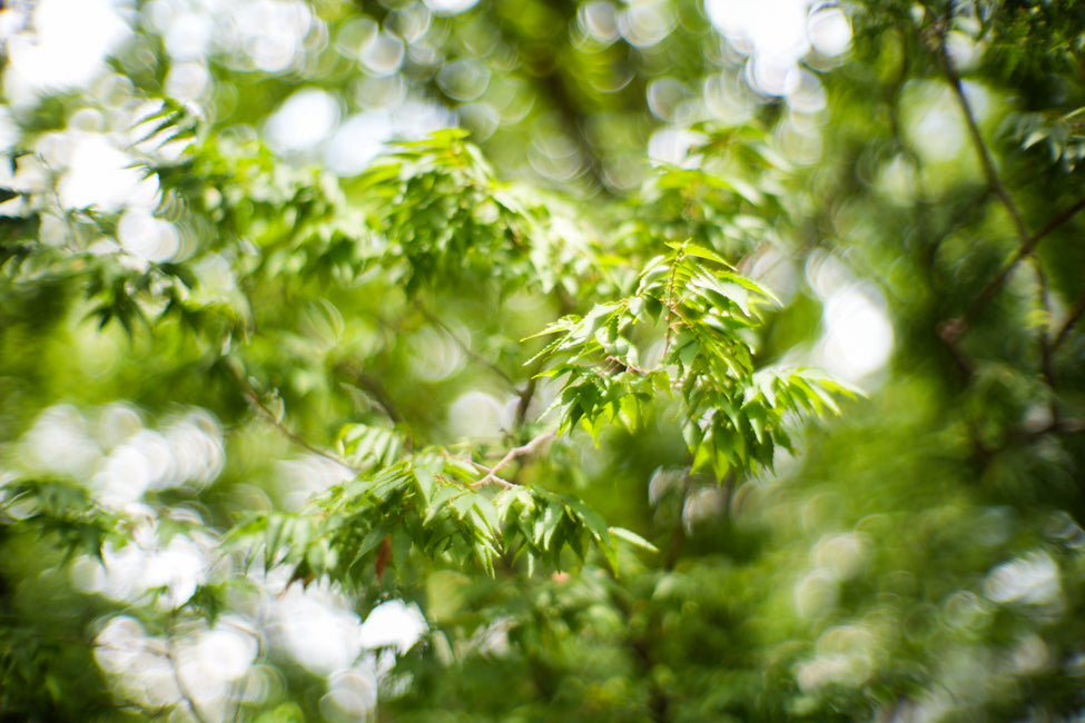 SONY α7 V + Canon 50mm f/0.95