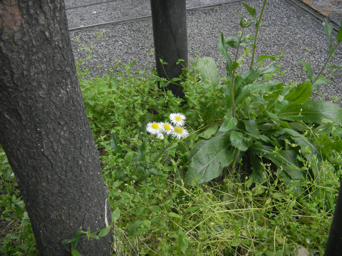 Nikon COOLPIX S1100pj