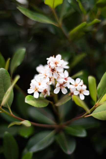 Nikon D750 + Carl Zeiss Planar 50mm f/1.4 ZF.2