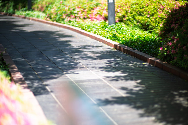 Nikon Z6II + CONTAX Carl Zeiss Planar 85mm f/1.2 T* MMG