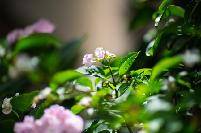 Nikon Z6II + CONTAX Carl Zeiss Planar 85mm f/1.2 T* MMG