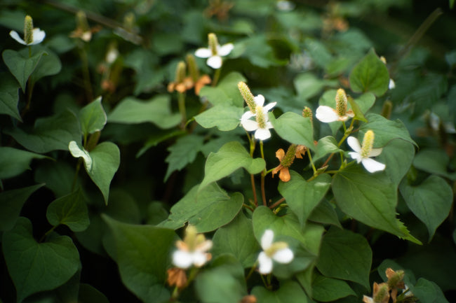 SIGMA fp + Nikon NIKKOR-S.C 50mm f/1.4（Sマウント）