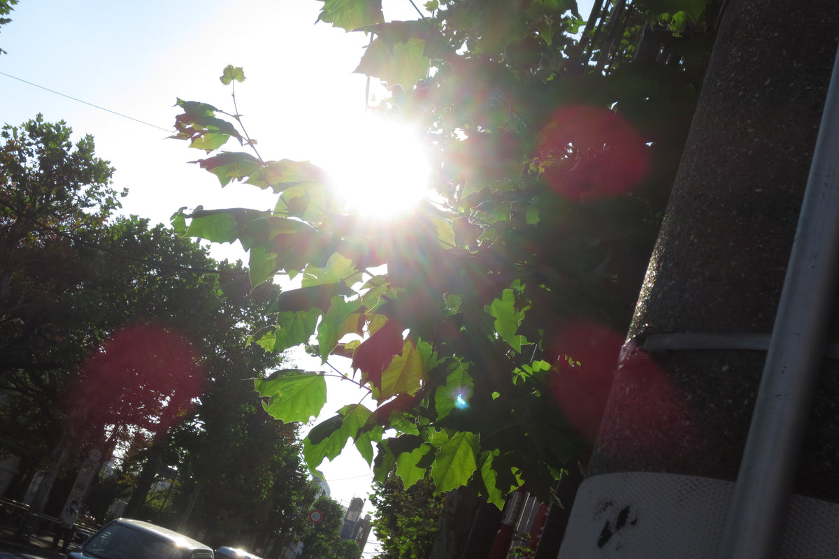 Canon IXY 430F