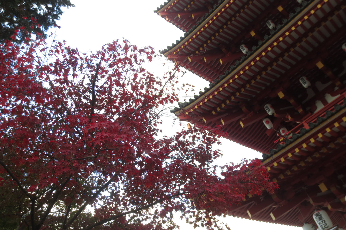 Canon IXY 430F
