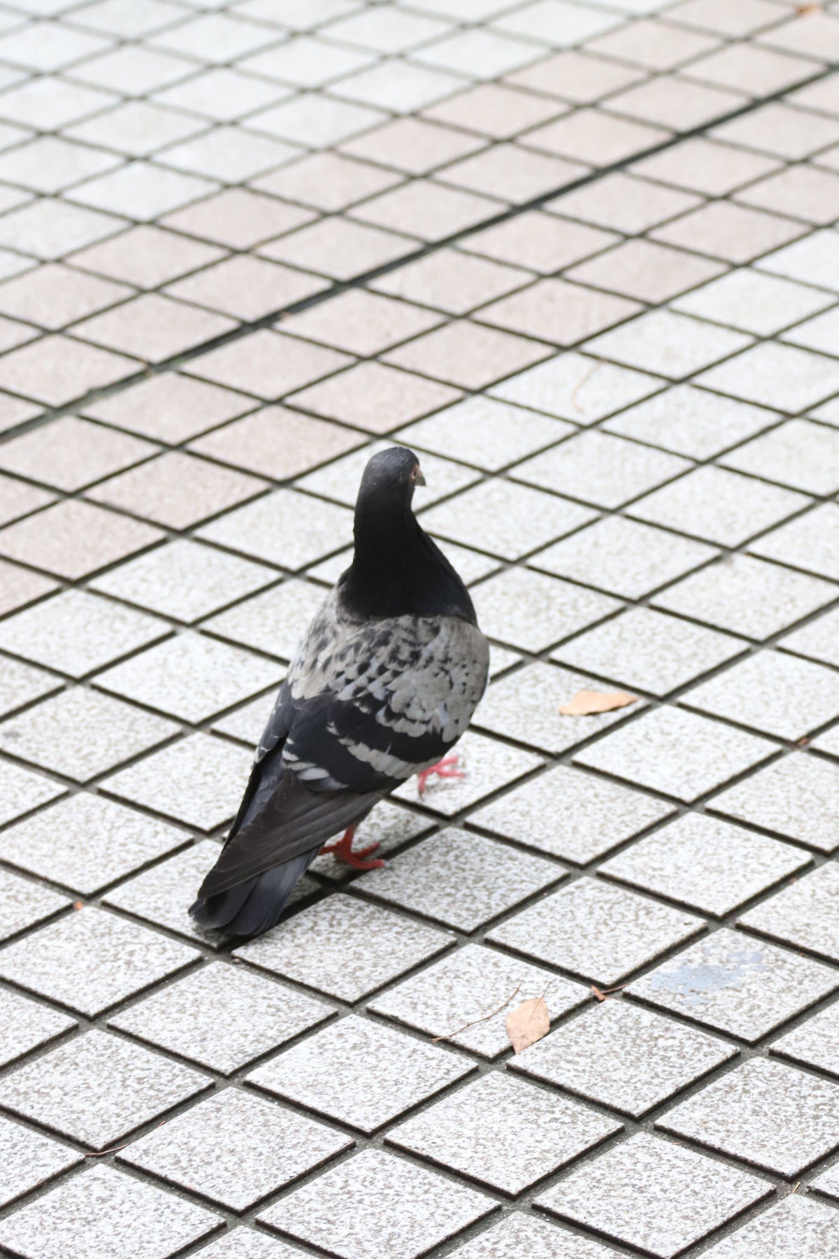 Canon EOS 6D + EXTENDER EF 2x II + EF 70-200mm f/4L IS USM