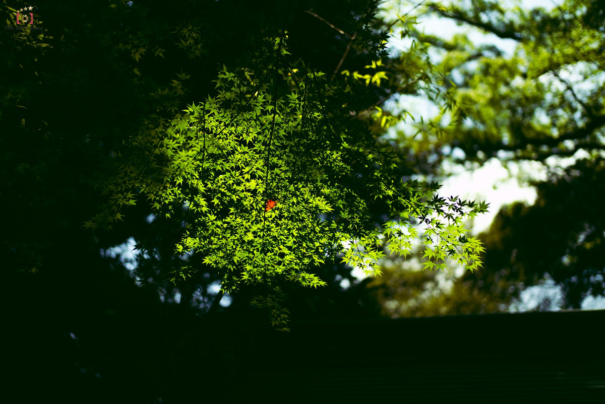 Leica M-P(Typ 240)