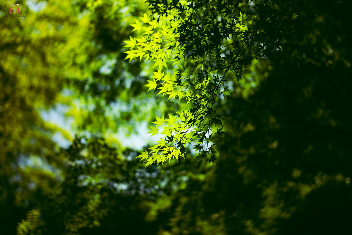 Leica M-P(Typ 240)
