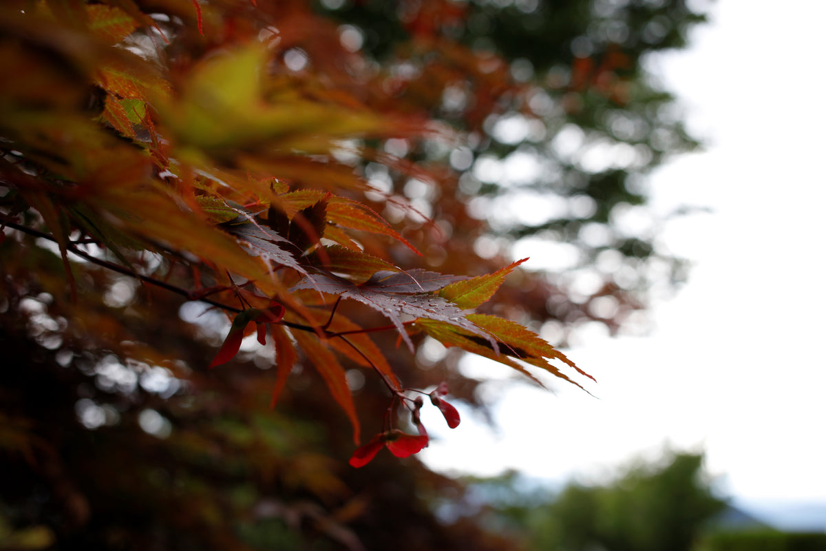Canon EOS 5Ds + EF 40mm f/2.8 STM